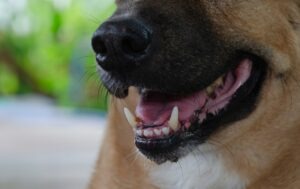 What Happens if You’re Bitten by a Dog at a Georgia Dog Park?